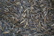 Minnesota Wild Rice, Organic - 1 Lb